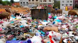سخاء الحاويات ..يملأ بطون الماشية بسيدي الطيبي ”نظافة المنطقة بين الإهمال وسوء التدبير”