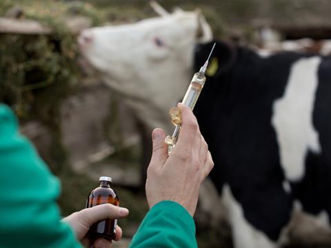 المخاطر الصحية لكثرة استخدام المضادات الحيوية في تربية المواشي