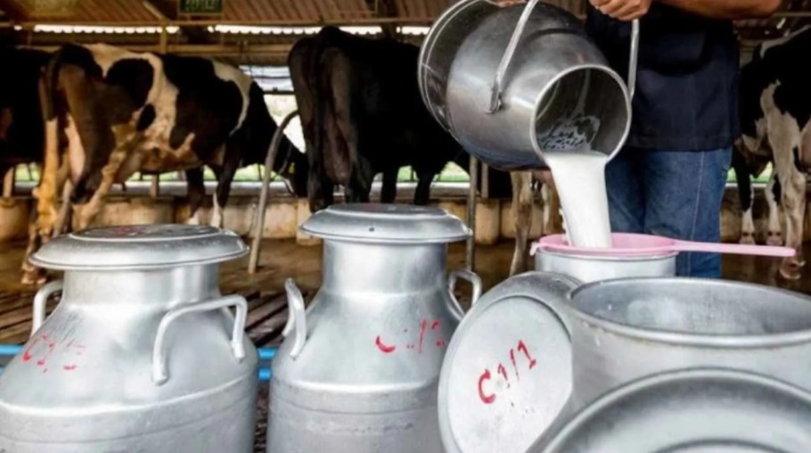 انتشار السل البقري..تحذيرات رسمية ونصائح الخبراء