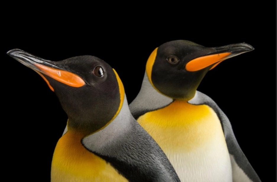 اليوم العالمي للبطريق.. من أجل حماية مستدامة