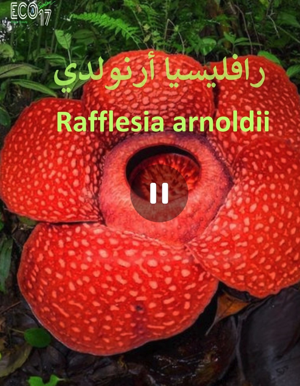 عجائب الزهور.. رافليسيا أرنولدي