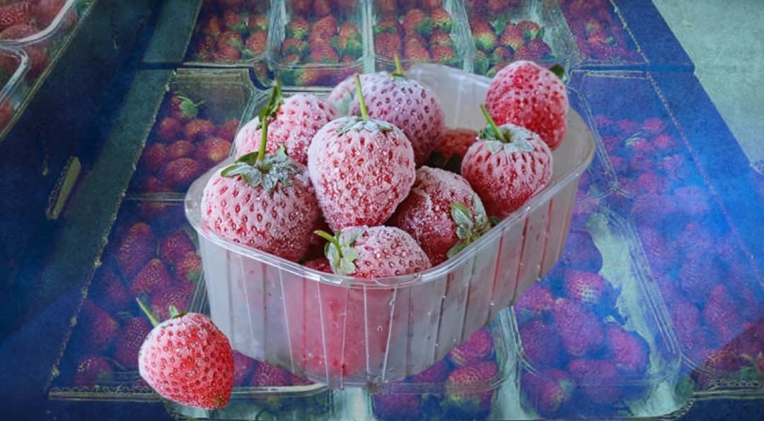 صادرات الفراولة المجمدة المغربية تحقق قفزة في السوق اليابانية رغم تحديات ندرة المياه