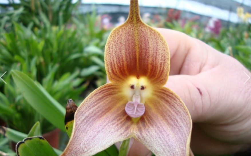 من غرائب الطبيعة.. زهرة أوركيد القرد برائحة البرتقال