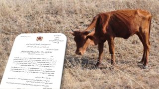 نائبة برلمانية تدق ناقوس الخطر بشأن تفشي مرض السل البقري