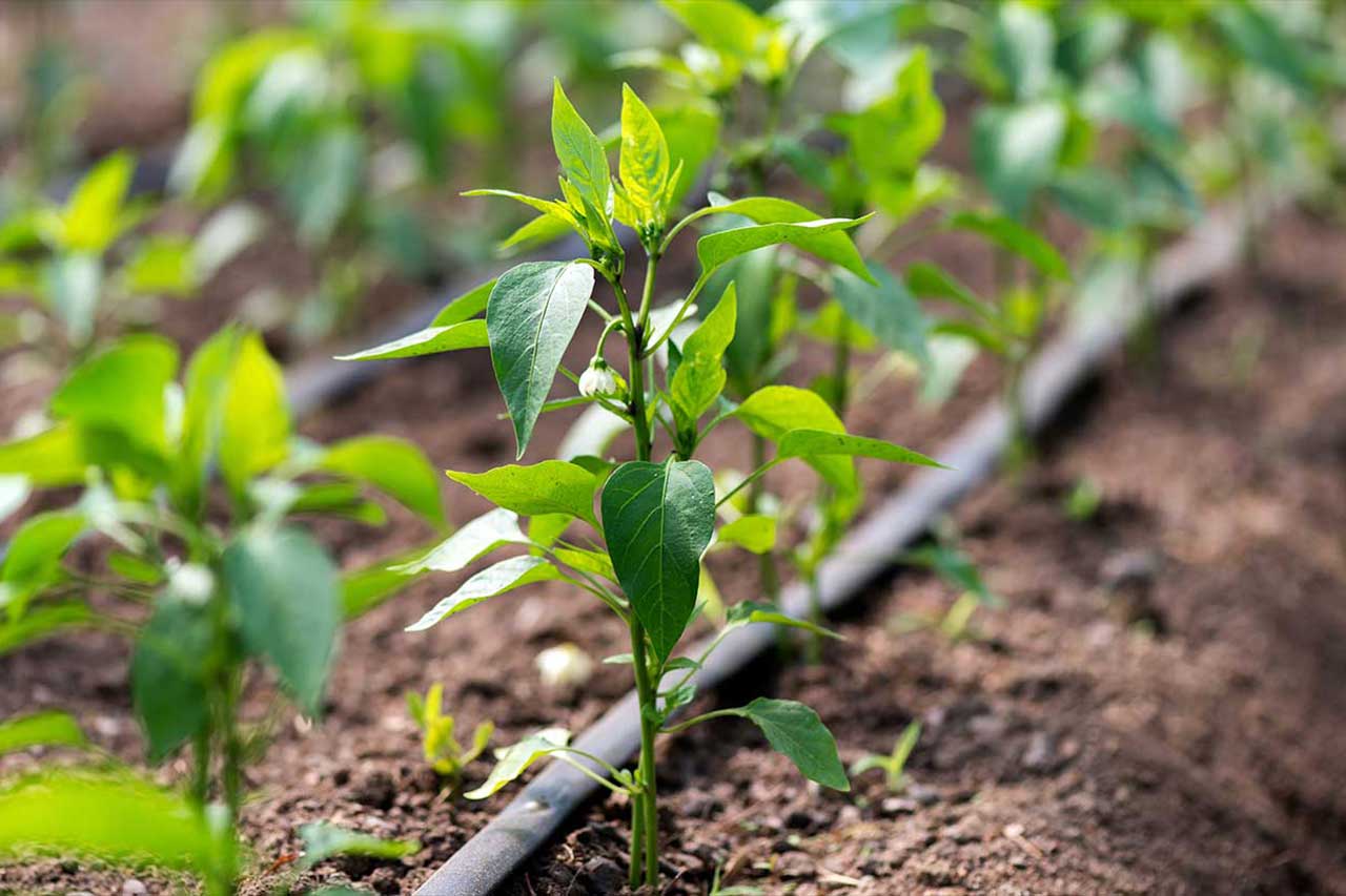 ارتفاع الطلب على مياه السقي في أفق 2050 بحوض كير-زيز-غريس