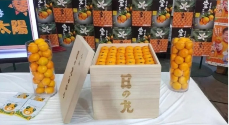 المغرب يدخل السوق اليابانية للحمضيات