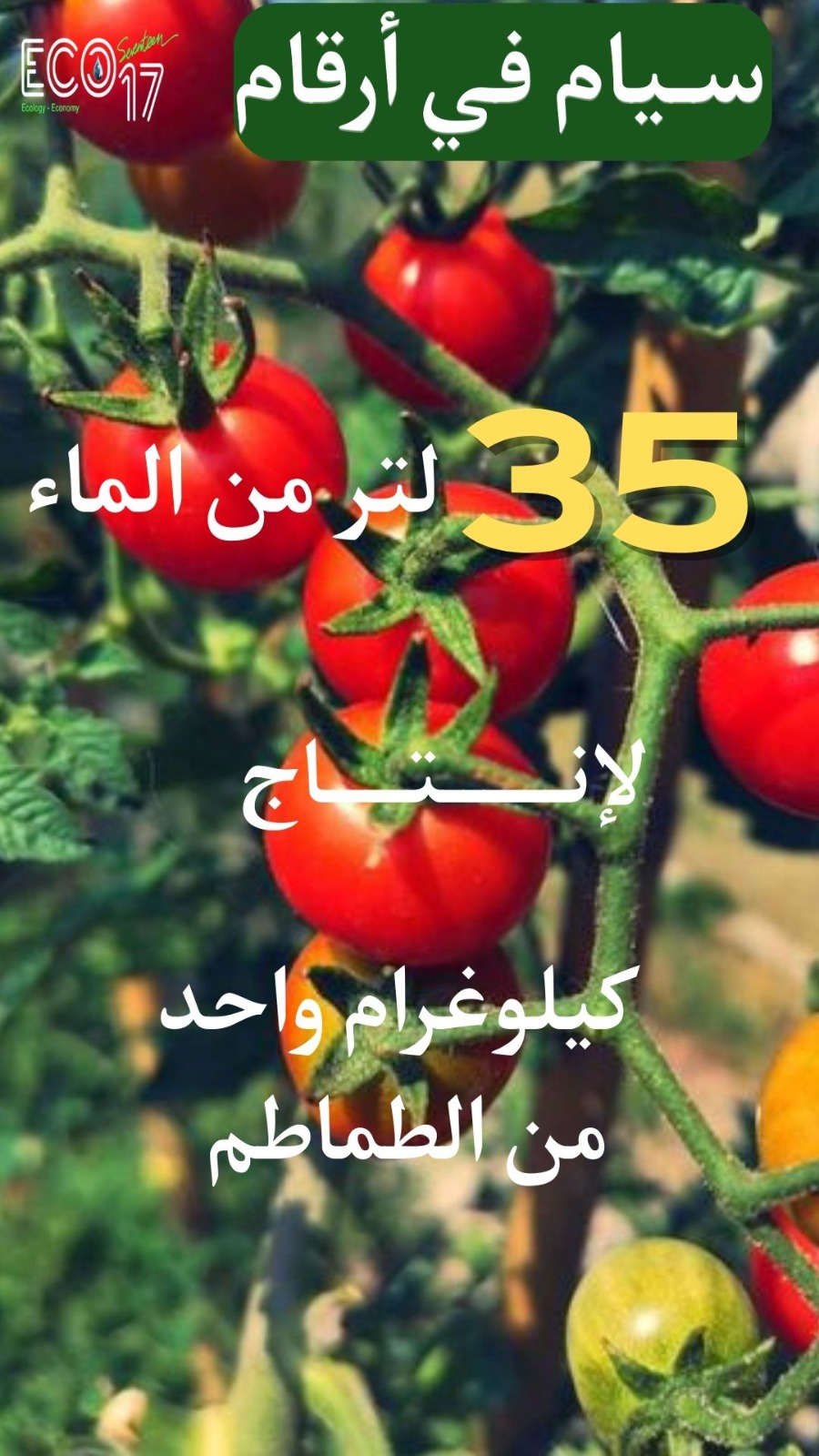 كم يستهلك إنتاج كيلوغرام واحد من الطماطم من المياه؟