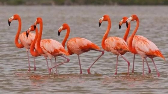 طيور الفلامنغو تخسر أحد مواقع تكاثرها