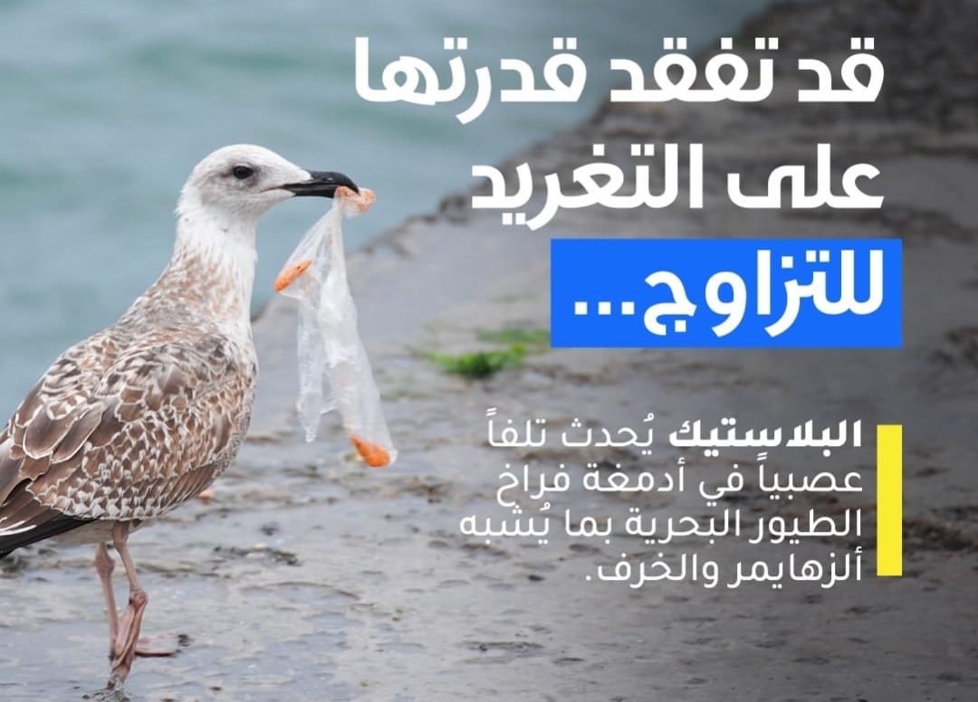 الطيور تفقد قدرتها على التغريد بسبب التلوث البلاستيكي