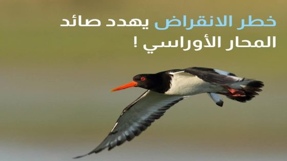 اليوم العالمي للطيور المهاجرة.. طائر المحار الأوراسي يلفت الأنظار