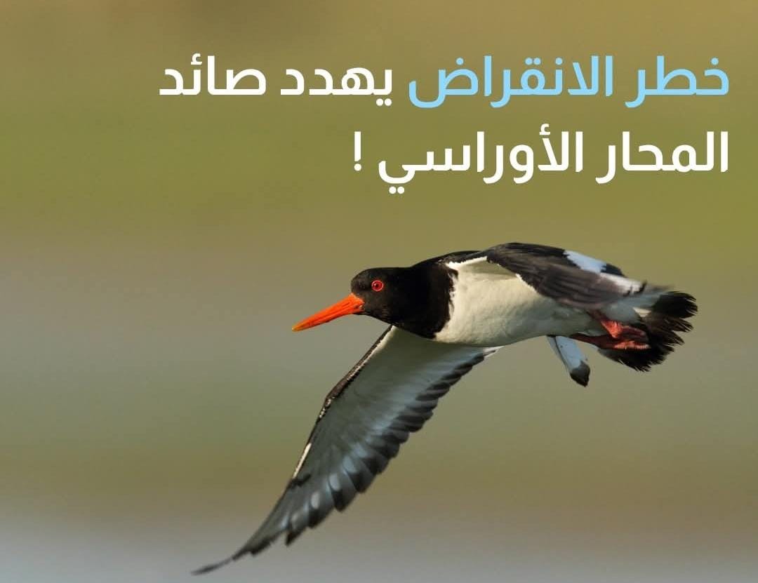 اليوم العالمي للطيور المهاجرة.. طائر المحار الأوراسي يلفت الأنظار