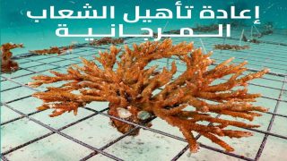 هيئة البيئة بأبو ظبي.. استزراع أكثر من 4 ملايين مستعمرة مرجانية بحلول سنة 2030