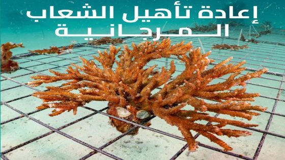 هيئة البيئة بأبو ظبي.. استزراع أكثر من 4 ملايين مستعمرة مرجانية بحلول سنة 2030