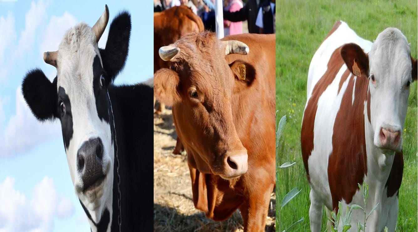 التغيرات المناخية تفرض تحولات جذرية في تربية الأبقار بالمغرب