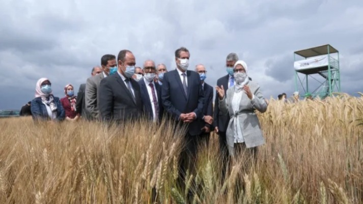 المعهد الوطني للبحث الزراعي يقدم 54 صنفا جديدا من الحبوب والبقوليات بصفرو