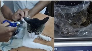 قطة تهرب المخدرات في كوستاريكا