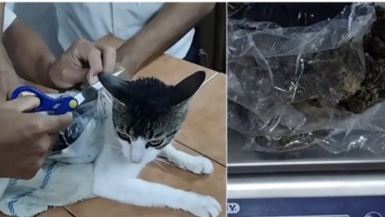 قطة تهرب المخدرات في كوستاريكا