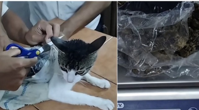 قطة تهرب المخدرات في كوستاريكا