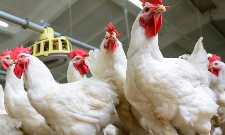 البرازيل تؤكد حالات إنفلونزا الطيور والمغرب يعلق وارداته من لحوم الدواجن