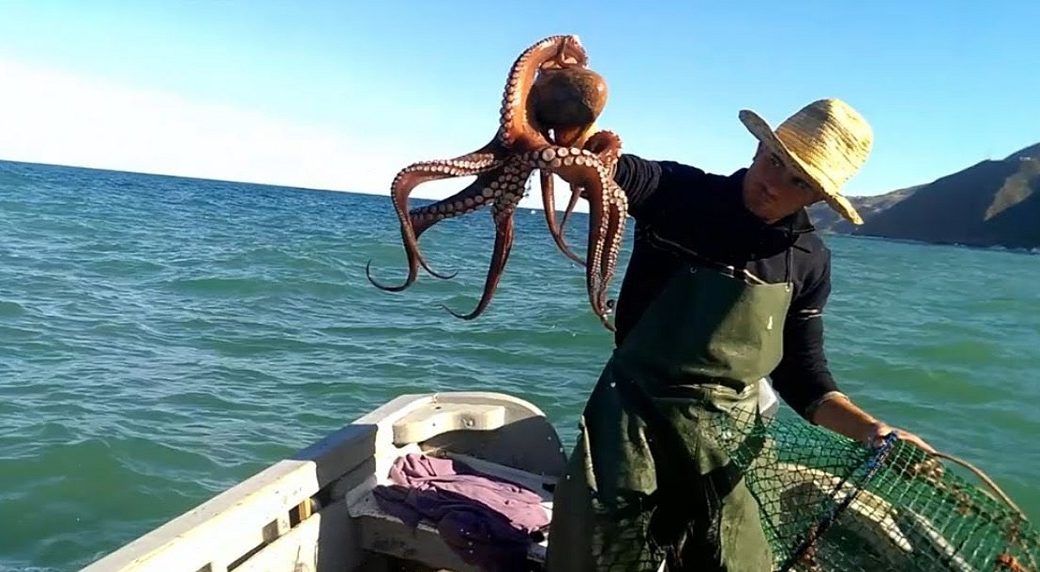 تمديد الراحة البيولوجية للأخطبوط