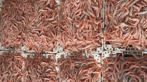 كتابة الدولة في الصيد البحري تجتمع بمهنيي الصيد لتدارس آفاق تدبير مصيدة الأربيان