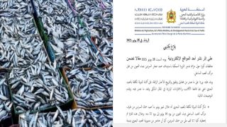 كتابة الدولة تنفي اتهامات استهداف صغار السردين بميناء العيون