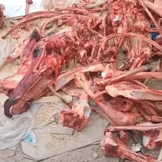 صدمة عشية العيد.. لحوم ورؤوس حمير في أسواق شعبية بالدار البيضاء