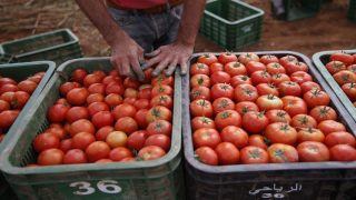رغم الجفاف.. الصادرات الزراعية المغربية تواصل اختراق السوق الإسبانية بقوة