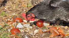 الدجاج لمكافحة هدر الطعام..كيف؟