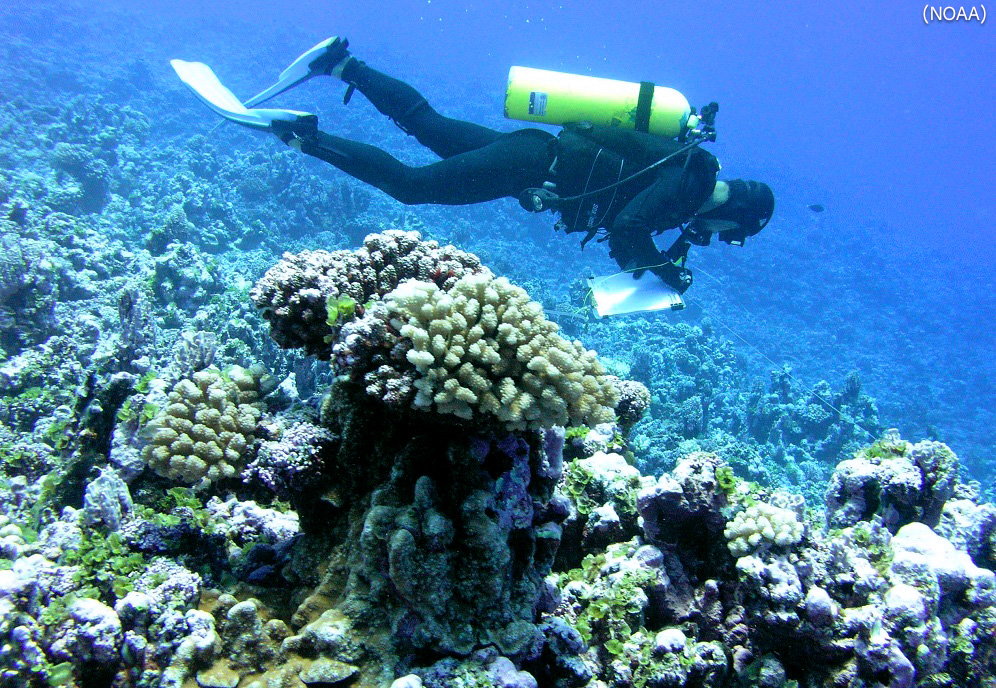 ترميم الشعاب المرجانية العميقة: مبادرة أمريكية غير مسبوقة بعد أسوأ كارثة نفطي