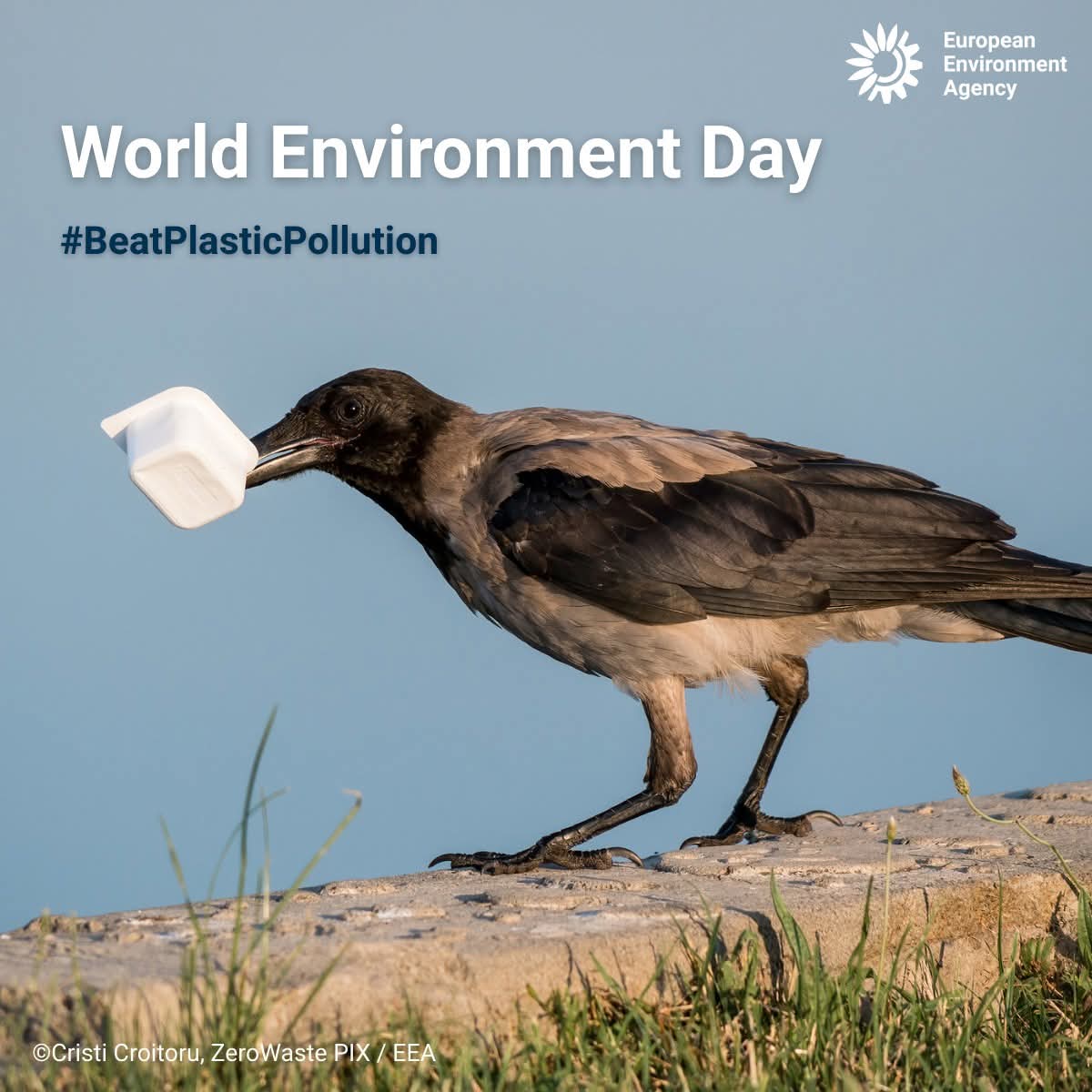 الوكالة الأوروبية للبيئة.. تدعو إلى المساهمة في معالجة النفايات البلاستيكية 