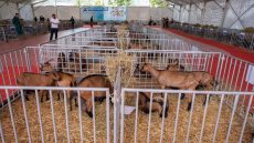 شفشاون.. افتتاح الدورة 15 للمعرض الجهوي للماعز