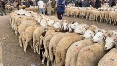 وزارة الداخلية تكشف عن خطتها لإعادة تشكيل القطيع الوطني من الماشية