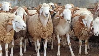 الجامعة الوطنية للقطاع الفلاحي تطالب بتعزيز شروط تنفيذ برنامج إنقاذ القطيع