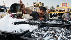 ارتفاع مفرغات الصيد البحري بموانئ الواجهة المتوسطية رغم تراجع وطني في الكميات