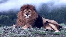 أسد الأطلس.. من زئير الجبال إلى ذاكرة الأجيال