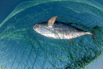 مؤتمر الأمم المتحدة للمحيطات.. ثلث الثروة السمكية يصاد بطريقة غير مستدامة