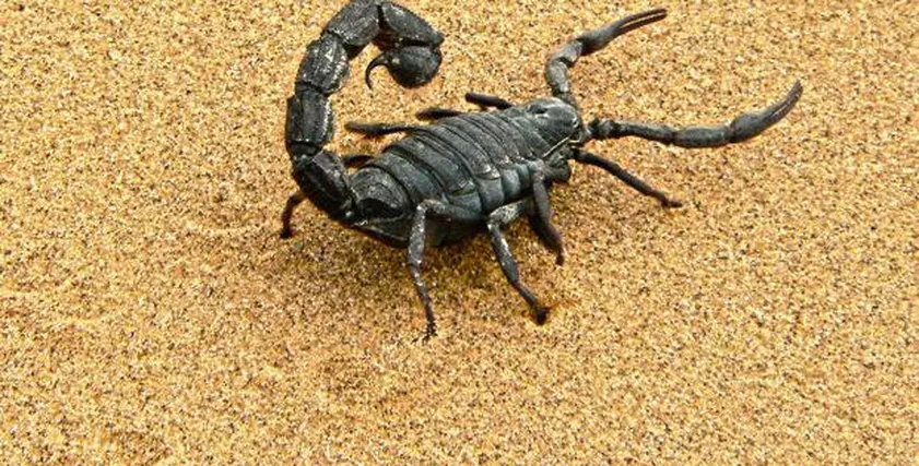 تنظيم حملة تحسيسية بمخاطر لسعات العقارب ولدغات الأفاعي بجهة الشرق