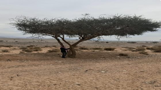 شجرة الطلح.. كنز بيئي في مواجهة التصحر