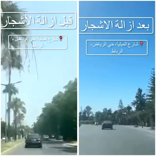 “مغرب البيئة 2050” تنتقد تهيئة الشوارع على حساب الأشجار والمساحات المشتركة