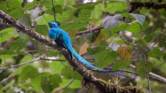 Quetzal resplendissant (Pharomachrus mocinno)