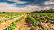 تعاونية الأزهر بآسفي تتوج وطنيا بمنتوج “الكبَّار بالملح”