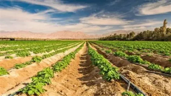 تعاونية الأزهر بآسفي تتوج وطنيا بمنتوج “الكبَّار بالملح”