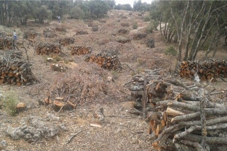 لا اجتثاث لغابة البرج بطنجة.. الوكالة الوطنية للمياه والغابات توضح حقيقة الأشغال الجارية