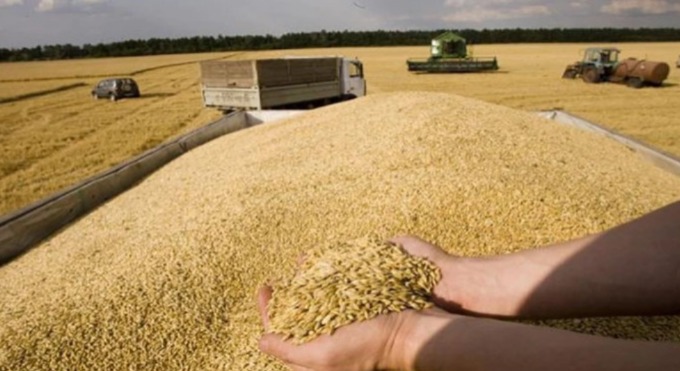المغرب يضاعف وارداته من القمح الروسي