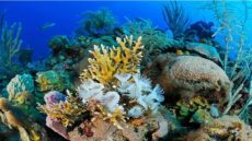 حماية التنوع البيولوجي البحري في المغرب: قضية وجودية في مواجهة التحديات العالمية