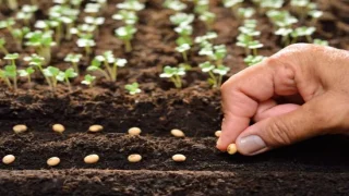 نسيج نباتي جديد يزيد حجم البذور 16%.. ابتكار بيولوجي قد يحل أزمة الغذاء العالمية