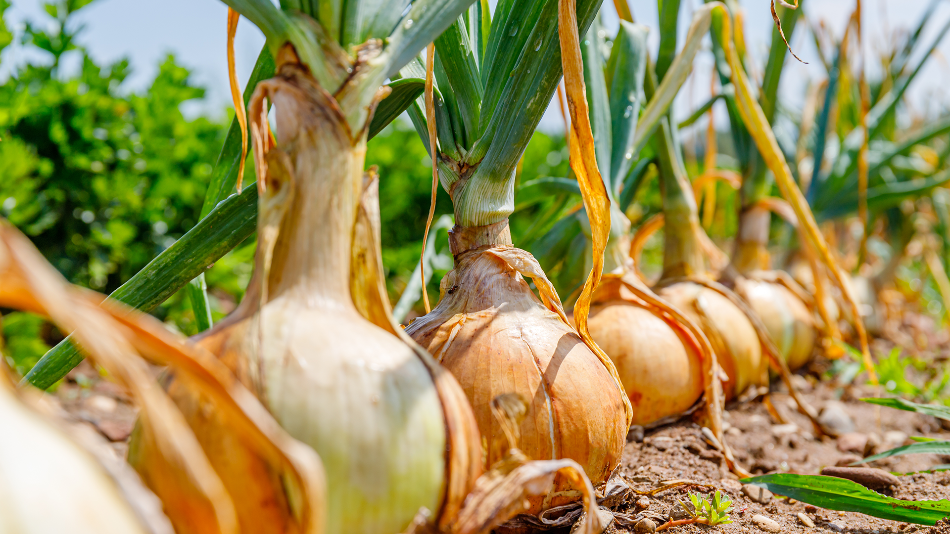 انتعاش غير مسبوق لصادرات البصل المغربي