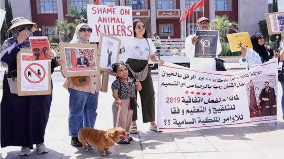 جمعيات تناشد الملك لوقف قتل الكلاب والقطط الضالة بالمغرب