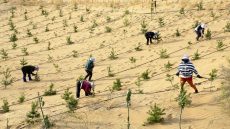 الجدار الأخضر العظيم.. طموح بيئي يعيد رسم مستقبل الساحل الإفريقي